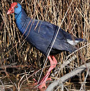 Western Swamphen