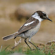 Canary Islands Stonechat