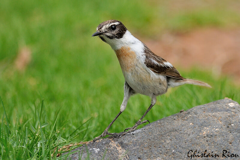 Canary Islands Stonechat male adult