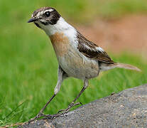 Canary Islands Stonechat