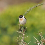 Canary Islands Stonechat