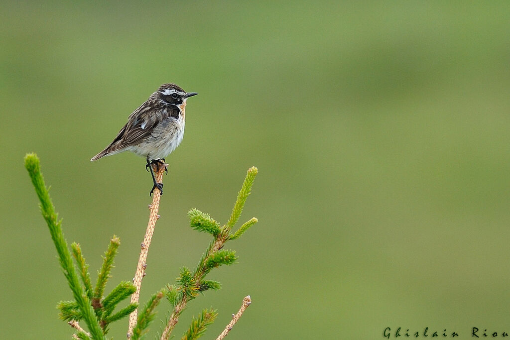 Whinchat male