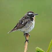 Whinchat