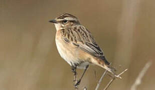 Whinchat