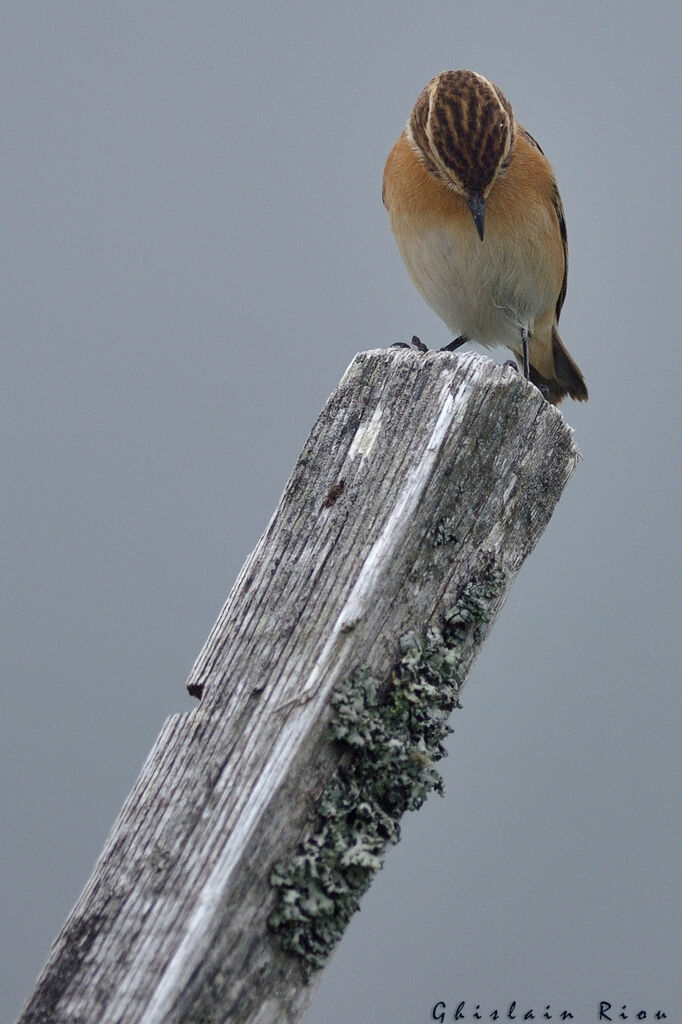 Whinchat female