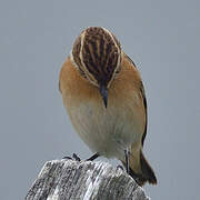 Whinchat