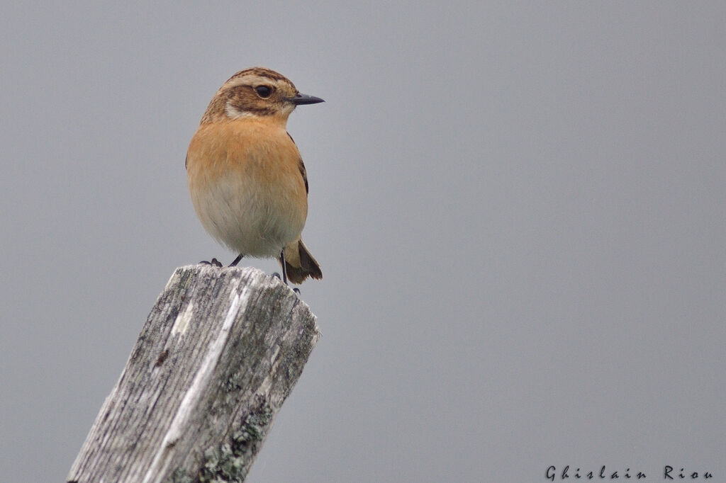 Whinchat female