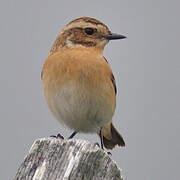 Whinchat