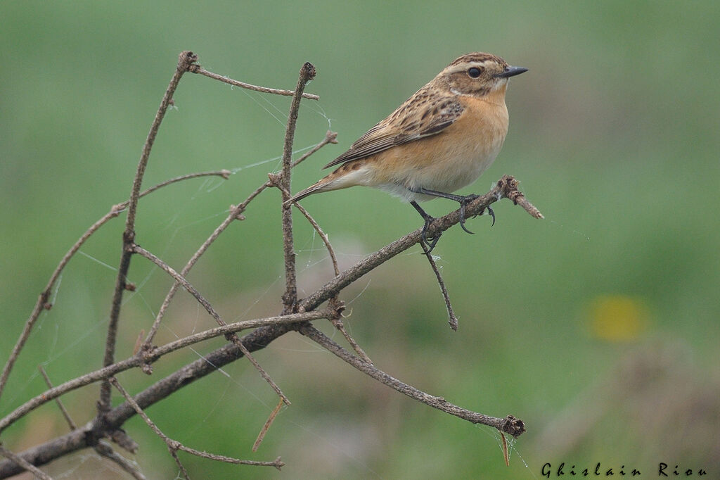 Whinchat female