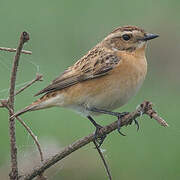 Whinchat