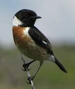 European Stonechat