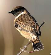 European Stonechat