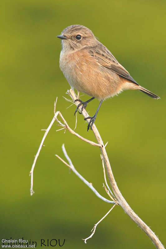 European Stonechat female, identification