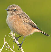 European Stonechat