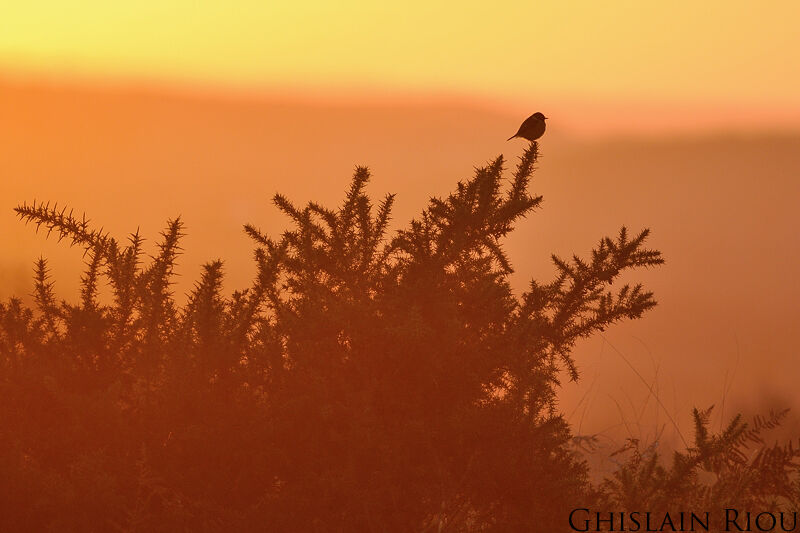 European Stonechat male, habitat