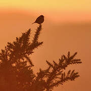 European Stonechat