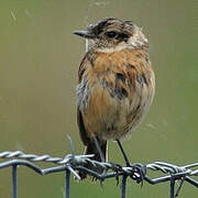 European Stonechat