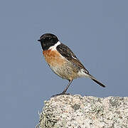 European Stonechat