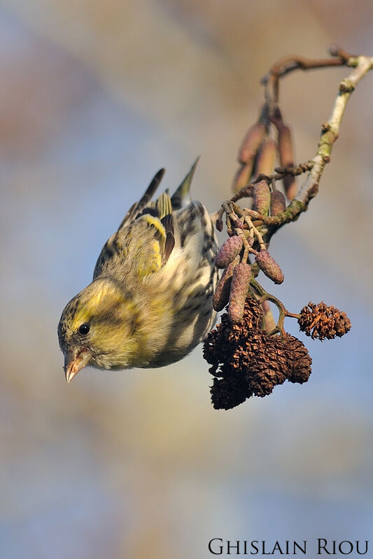 Eurasian Siskin