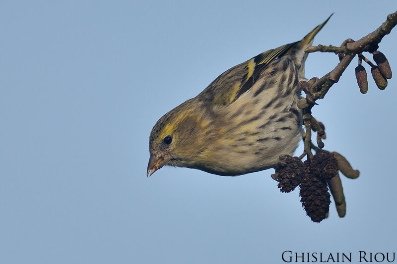 Eurasian Siskin