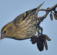 Eurasian Siskin