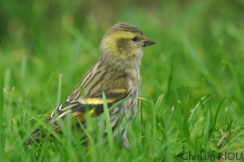 Eurasian Siskin