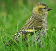 Eurasian Siskin