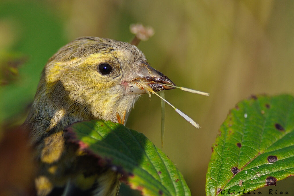 Eurasian Siskin female