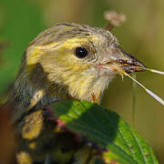 Eurasian Siskin