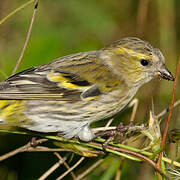 Eurasian Siskin