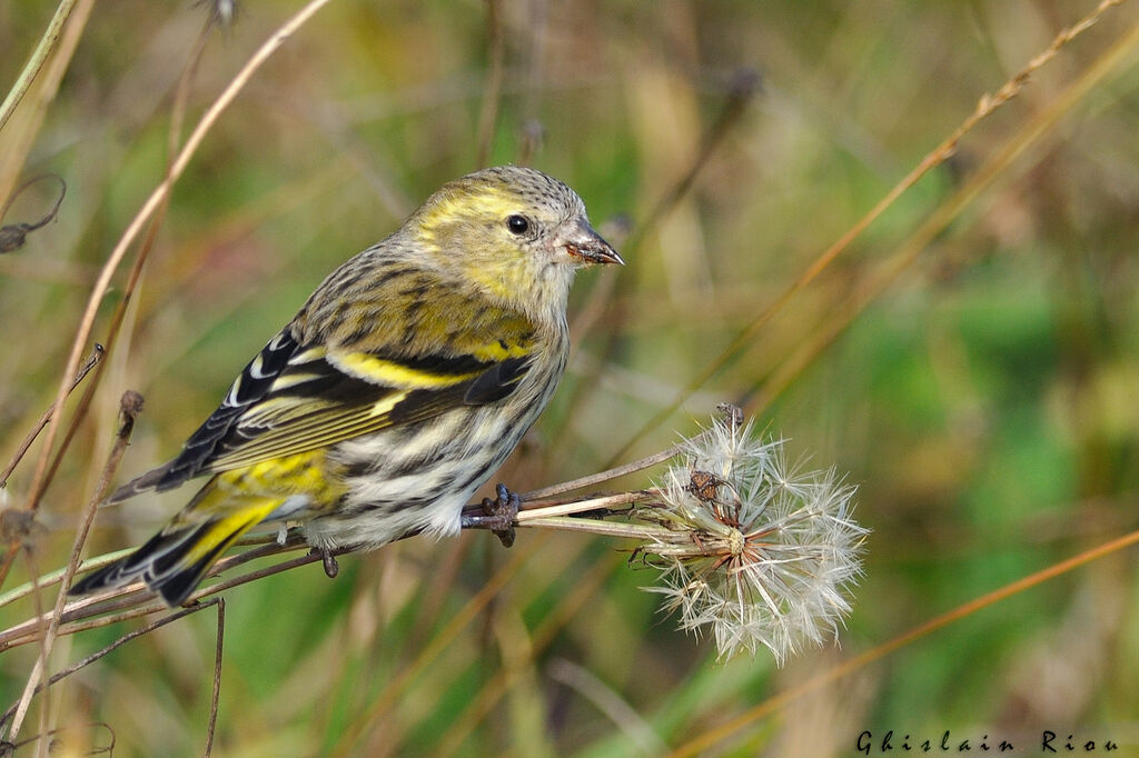 Eurasian Siskin female