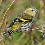 Eurasian Siskin