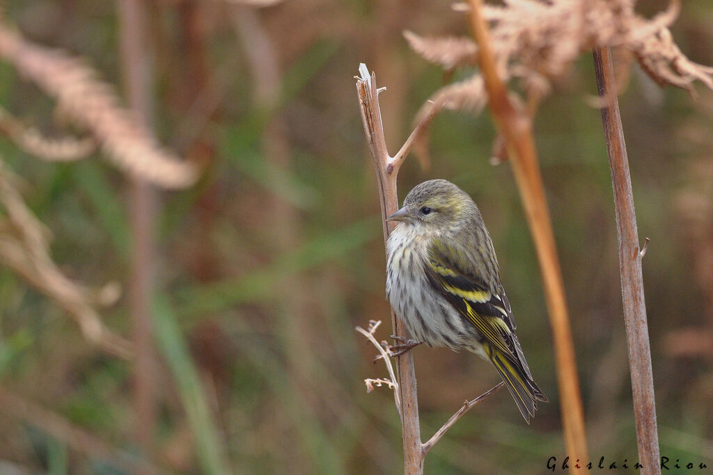 Eurasian Siskin