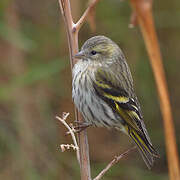 Eurasian Siskin