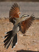 Black-crowned Tchagra