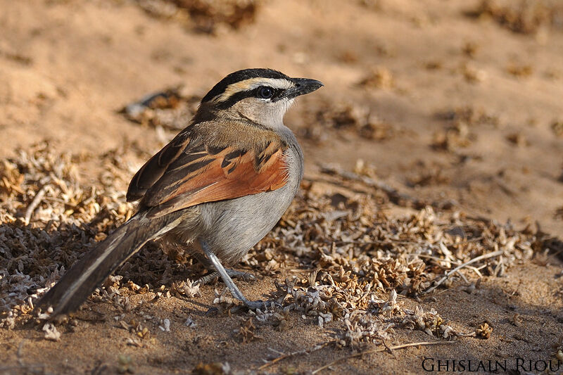 Black-crowned Tchagra