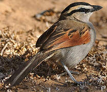 Black-crowned Tchagra