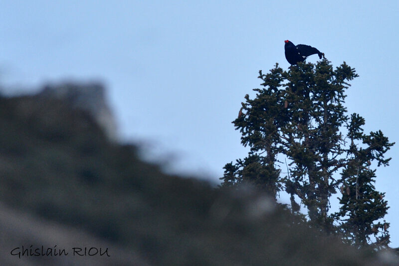 Black Grouse male adult