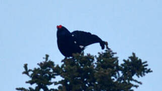 Black Grouse