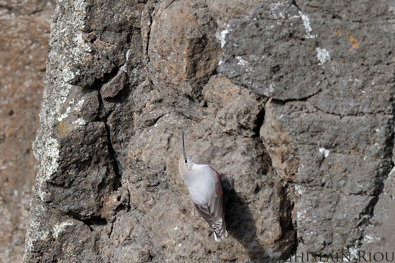 Wallcreeper