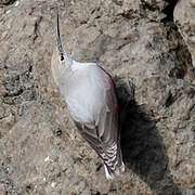 Wallcreeper