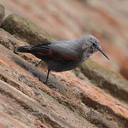 Wallcreeper