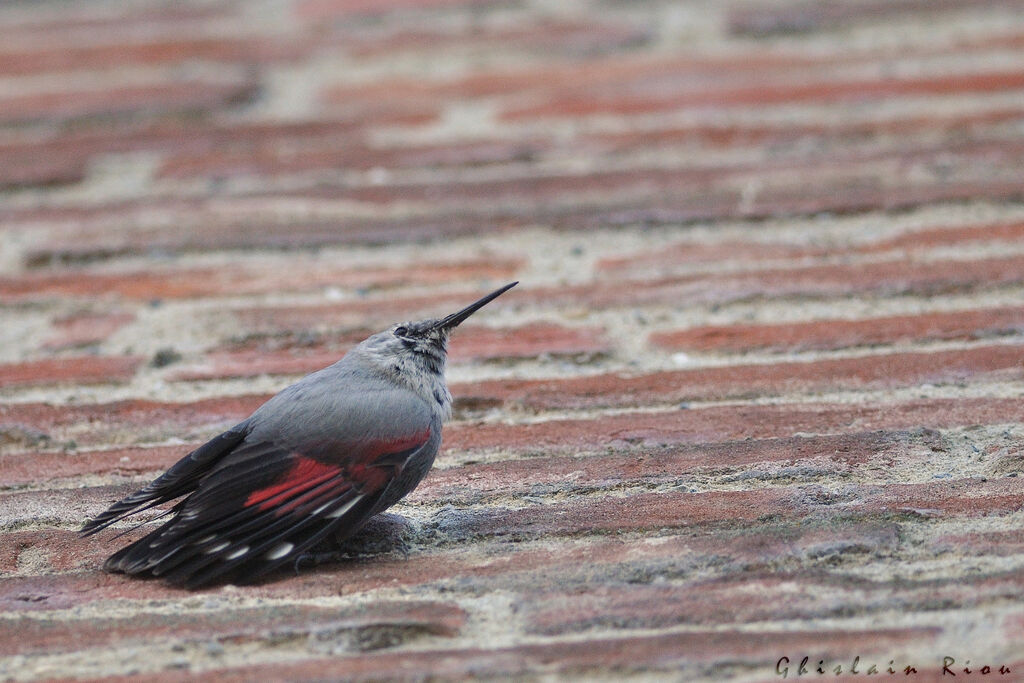 Wallcreeper