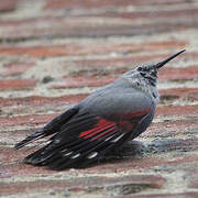 Wallcreeper