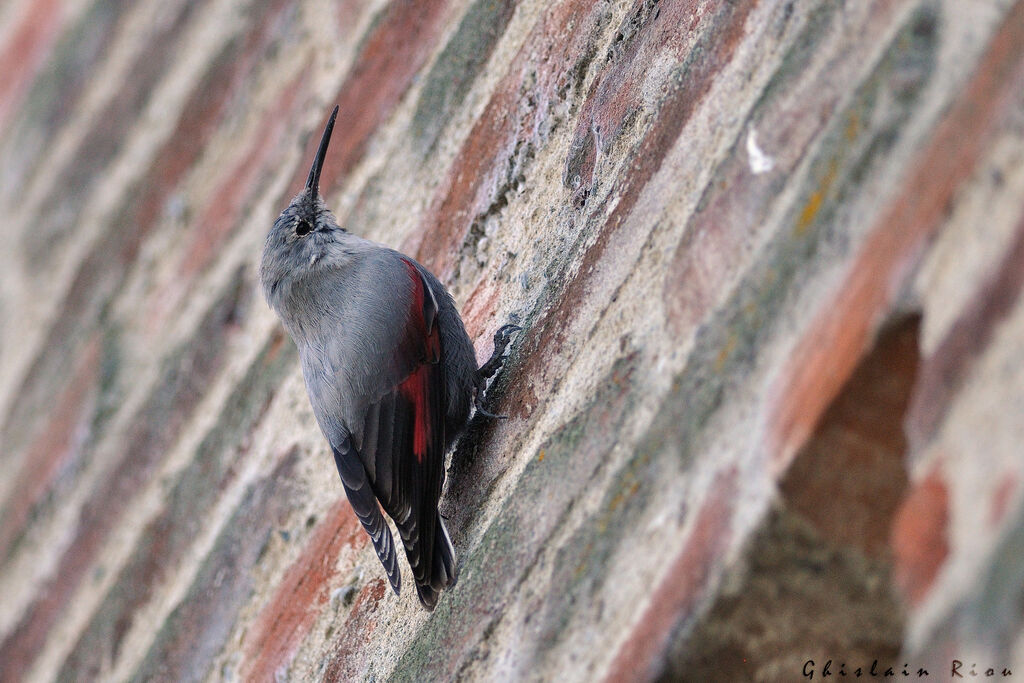 Wallcreeper