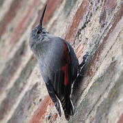 Wallcreeper