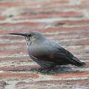 Wallcreeper