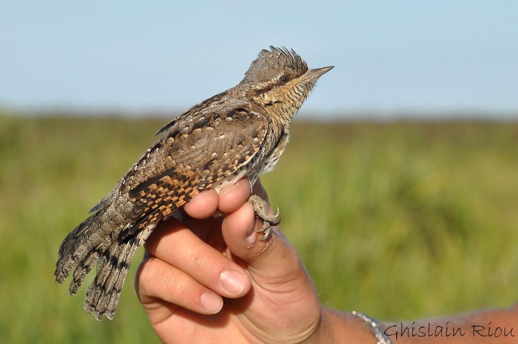 Eurasian Wryneck