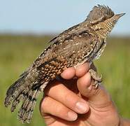 Eurasian Wryneck