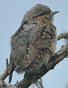 Eurasian Wryneck